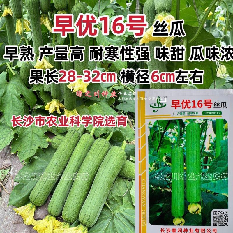 春润早优16号丝瓜种子早熟农科院选育中长丝瓜种籽味甜清脆