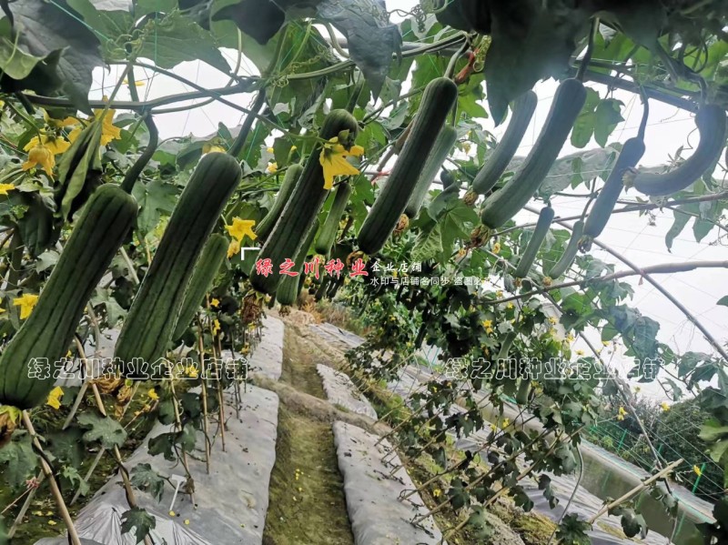 春润早优16号丝瓜种子早熟农科院选育中长丝瓜种籽味甜清脆