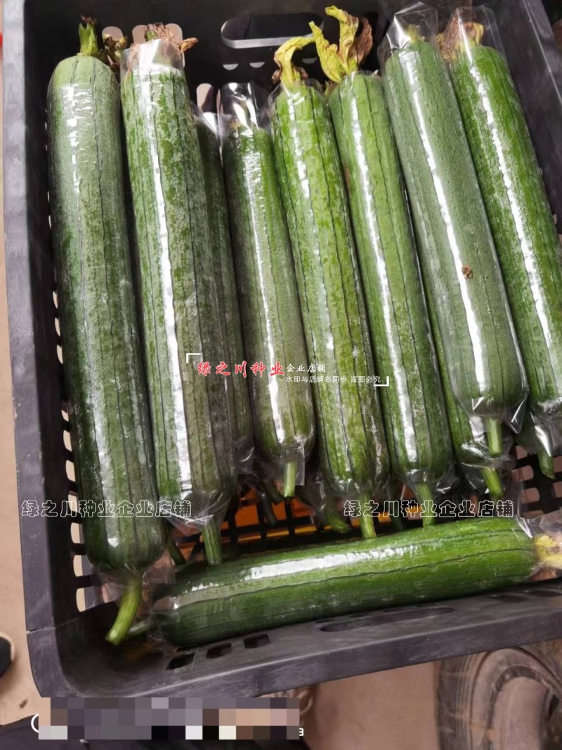春润早优16号丝瓜种子早熟农科院选育中长丝瓜种籽味甜清脆