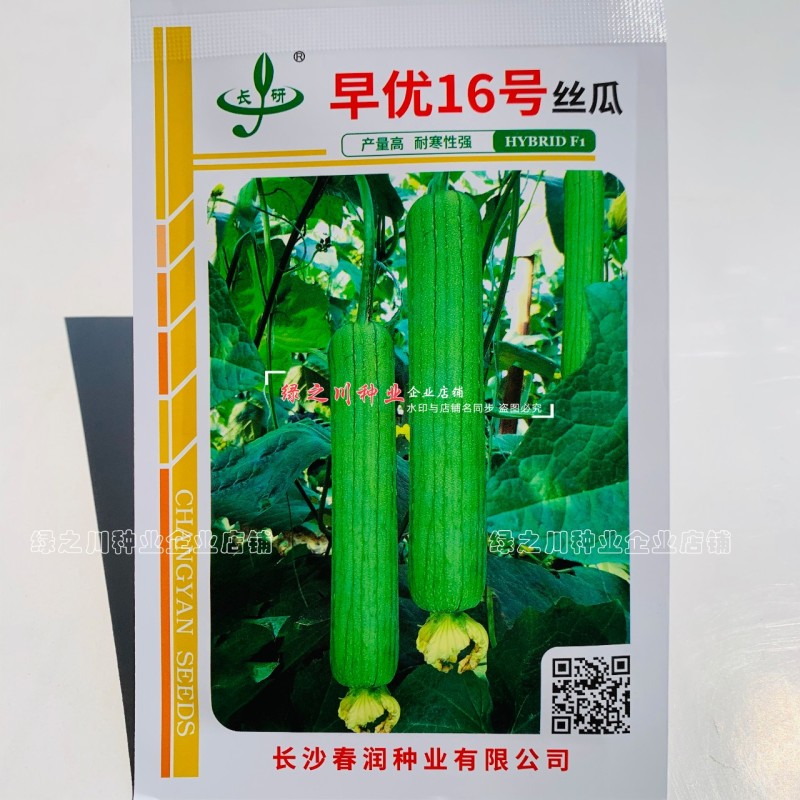 春润早优16号丝瓜种子早熟农科院选育中长丝瓜种籽味甜清脆