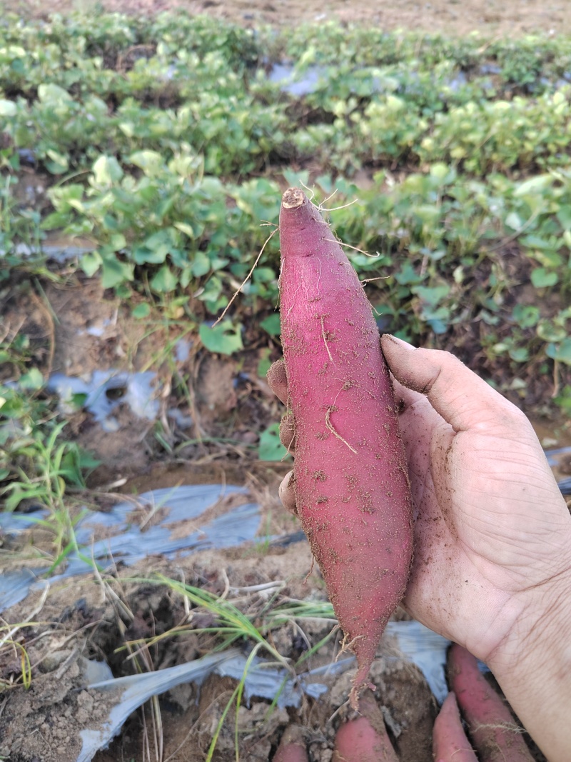 榴莲蜜薯丝滑希露库汀甜大量出货