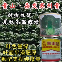 青山黑叶苏州青菜种子耐热青梗菜种子黑叶白菜种子孑春夏秋季