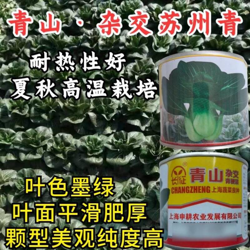 青山黑叶苏州青菜种子耐热青梗菜种子黑叶白菜种子孑春夏秋季