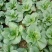 青山黑叶苏州青菜种子耐热青梗菜种子黑叶白菜种子孑春夏秋季