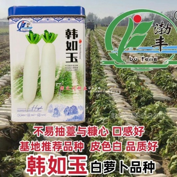 韩如玉白萝卜种子蔬菜基地专用杂交白萝卜种籽耐抽薹皮色白
