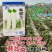 韩如玉白萝卜种子蔬菜基地专用杂交白萝卜种籽耐抽薹皮色白