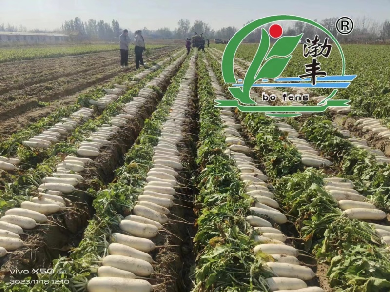 韩如玉白萝卜种子蔬菜基地专用杂交白萝卜种籽耐抽薹皮色白