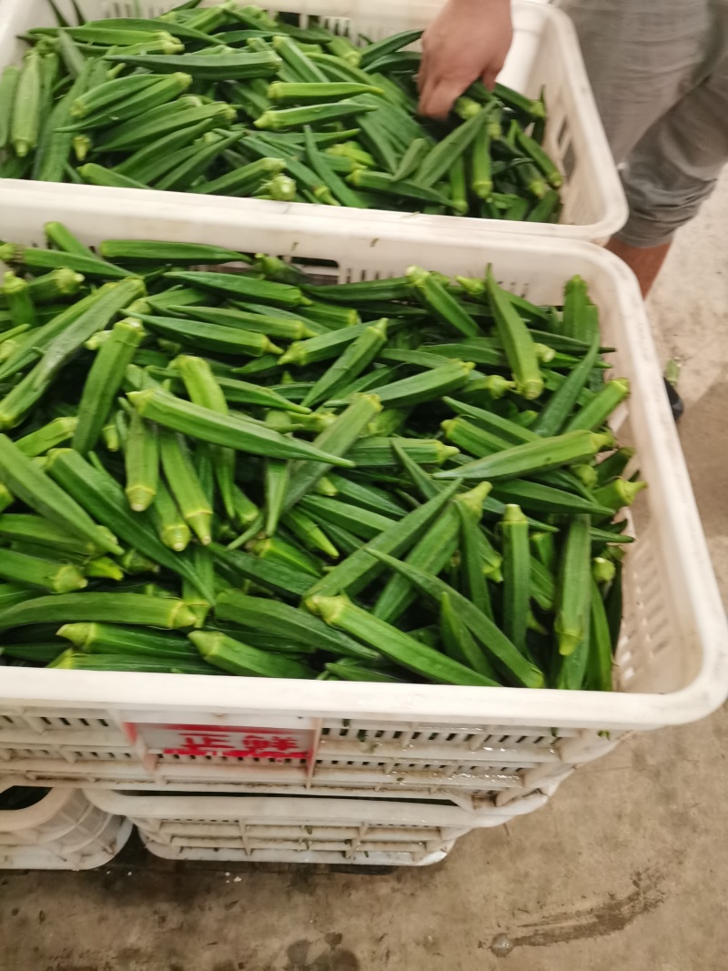 水果秋葵大量上市，物美价廉，欢迎定购。代收代发
