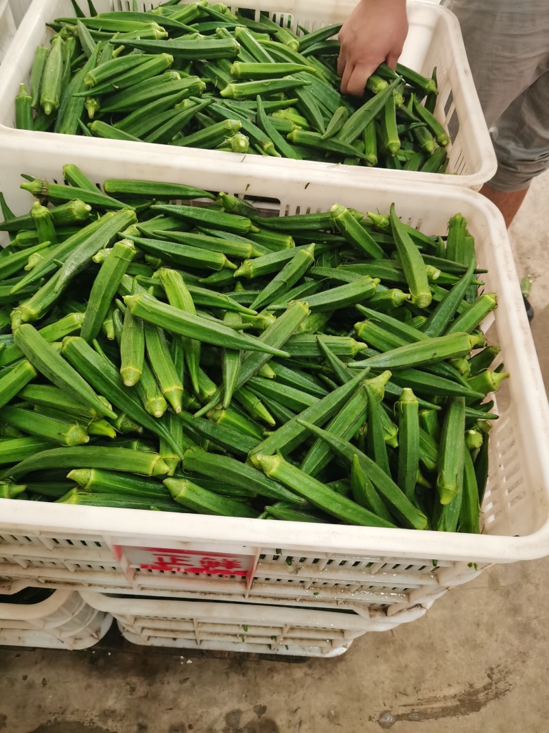 水果秋葵大量上市，物美价廉，欢迎定购。代收代发