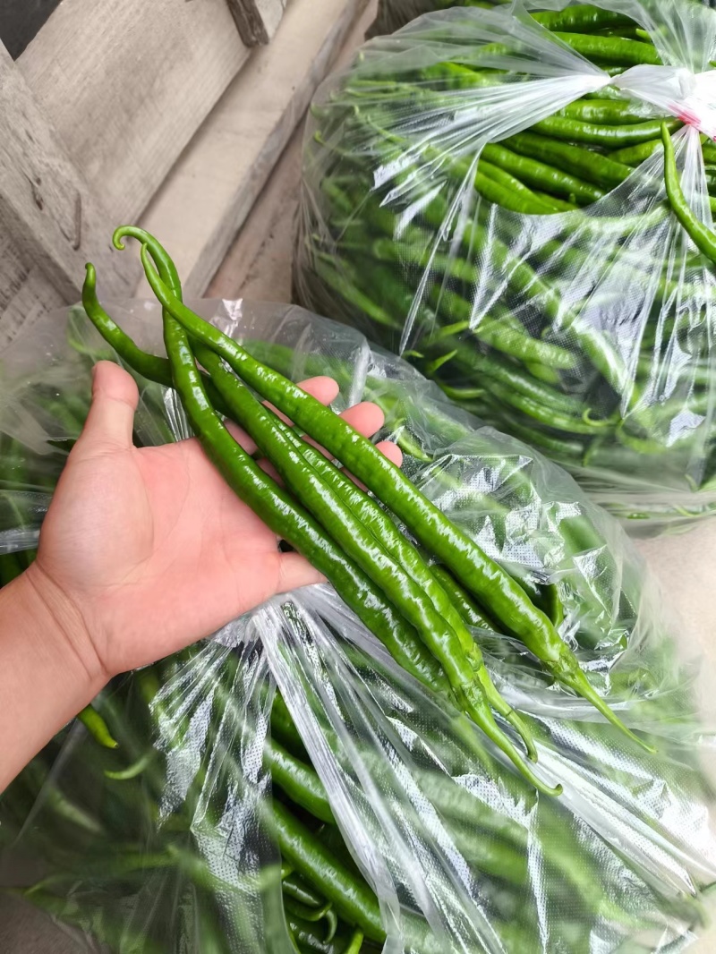 陕西汉中精品线辣，需要的客户快快联系质量保证货源充足
