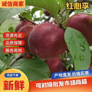 【代发全国】精品红心李甜脆多汁对接电商商超批发市场