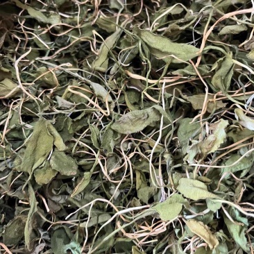 中药材云南带根一支箭蛇须草瓶尔小草蛇咬子