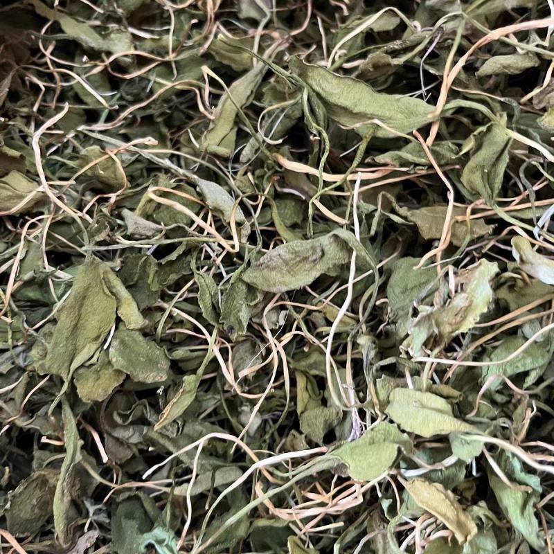 中药材云南带根一支箭蛇须草瓶尔小草蛇咬子