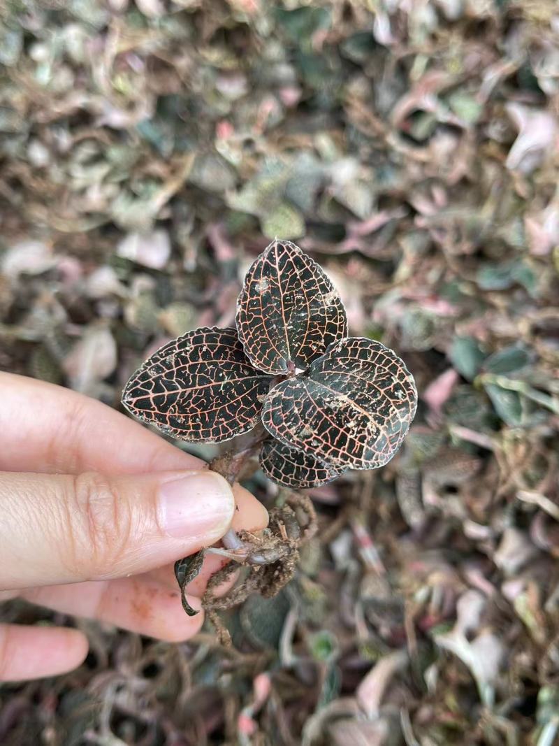 【精品金线莲鲜货】小圆叶，林下仿野生，整株无碎，品质保障