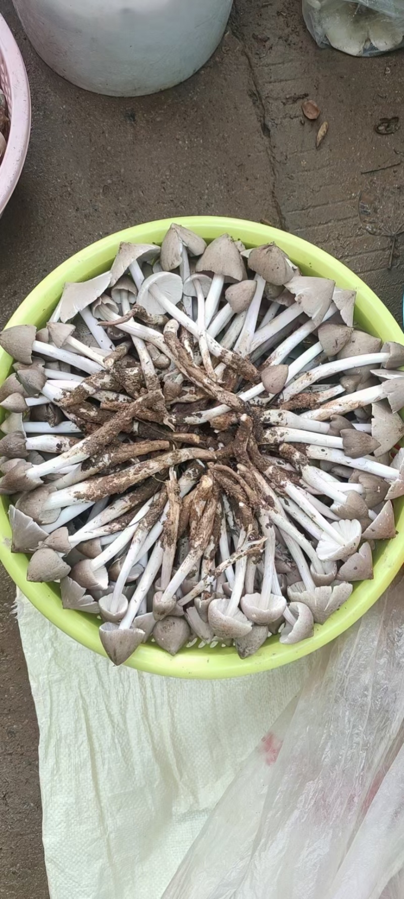 鸡枞菌，三百菇，三堂菌