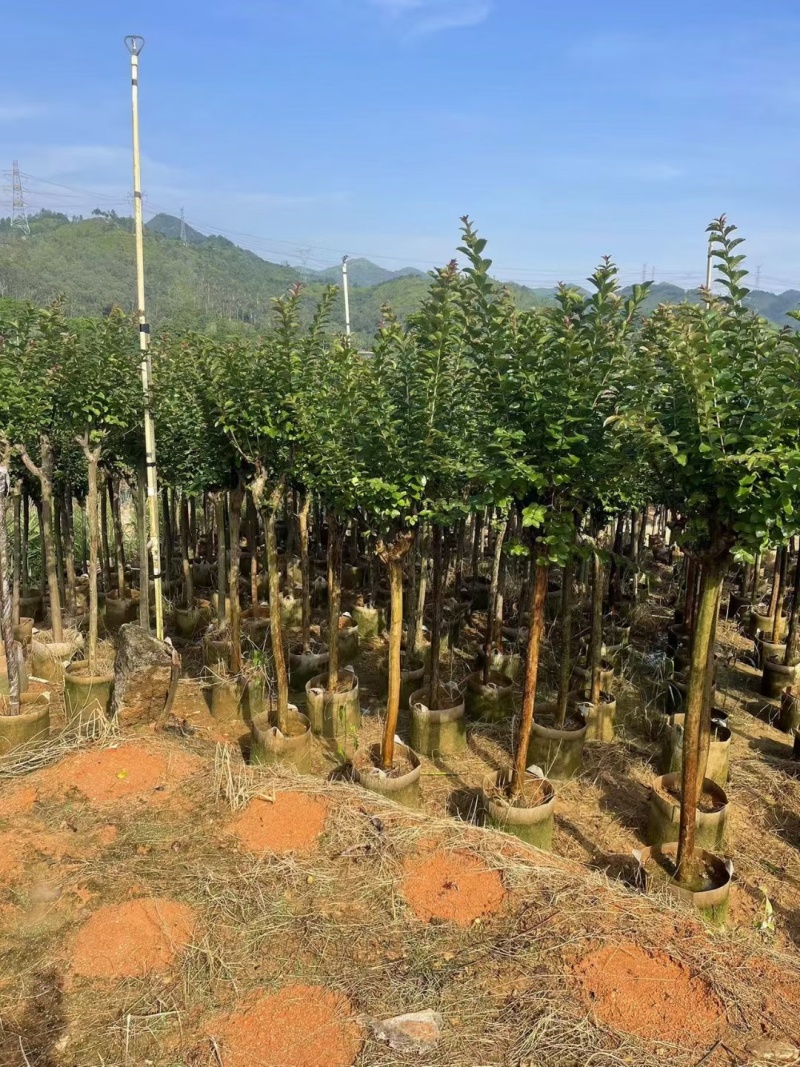 小叶紫薇3-10公分出售量大质优价格优惠欢迎咨询采购