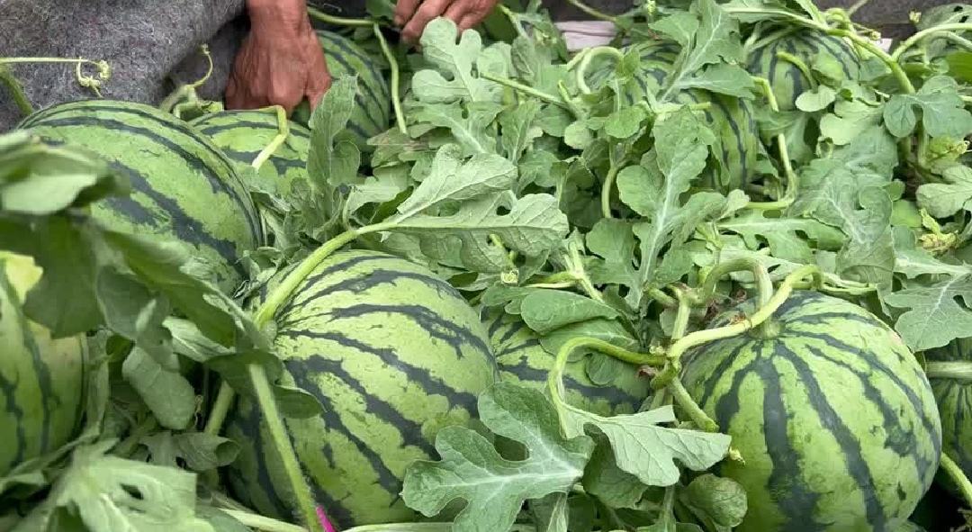 美都西瓜田间成熟果实特写