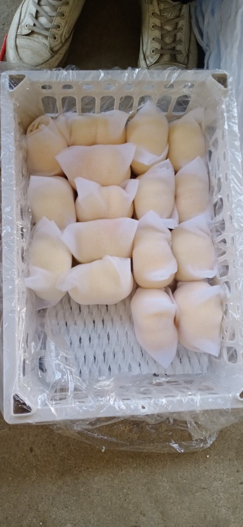 蟠桃油蟠上市个大脆甜耐运输保品质视频看货欢迎咨询