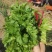 大叶精品香菜
