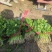 大叶精品香菜