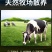 （顺丰包邮）羊腩肉原切羊腩肉散养羊肉瘦羊腩烧烤炖煮食材