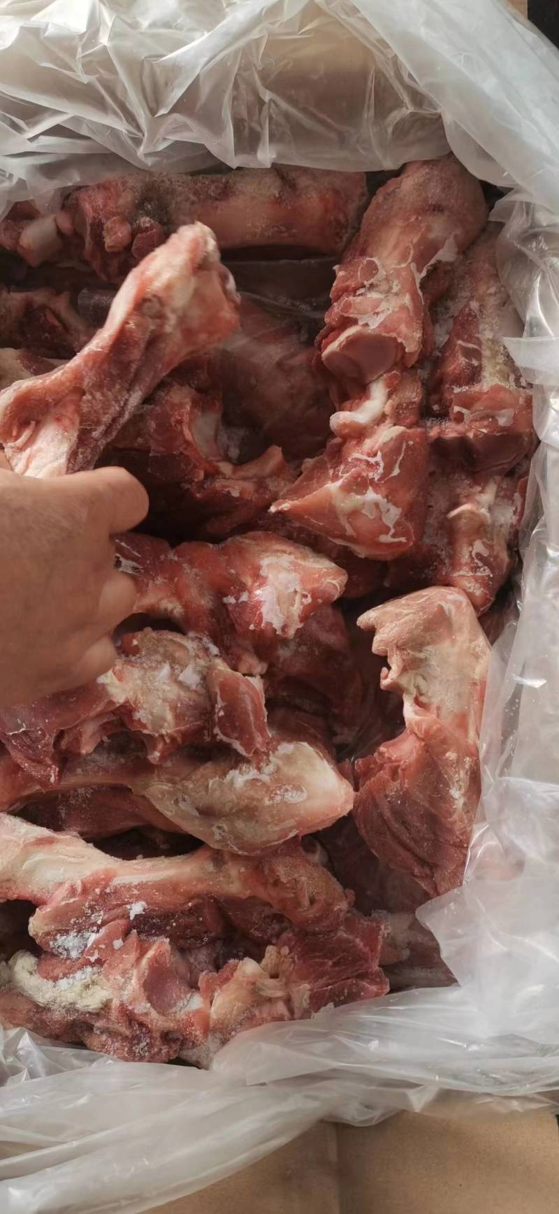 前腿骨