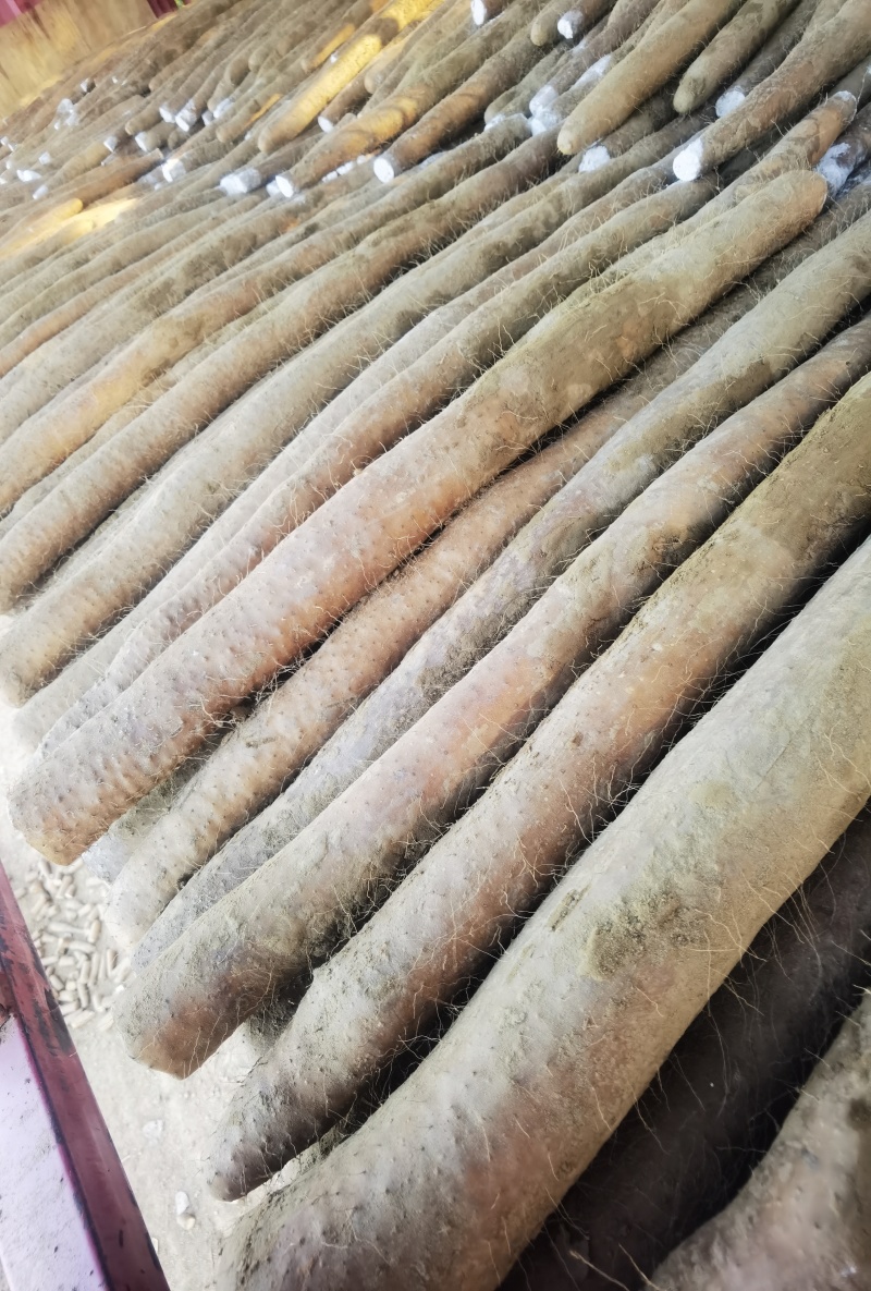 【推荐】湖北新鲜九斤黄山药量大价优品质保证对接全国
