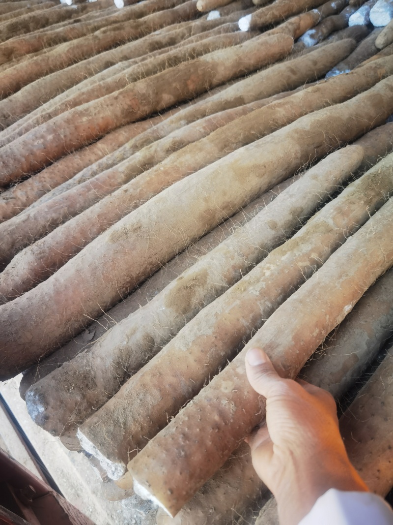 【推荐】湖北新鲜九斤黄山药量大价优品质保证对接全国