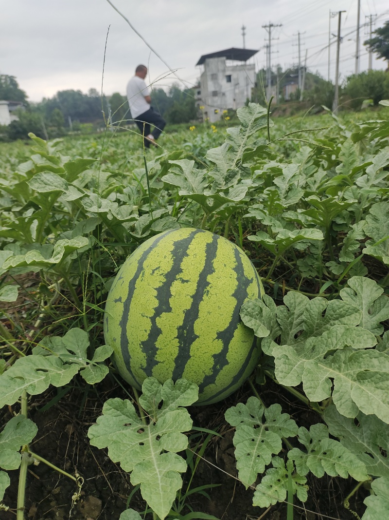绵阳露天西瓜