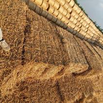 2024年夏季小麦秸秆原草大方捆，揉丝。