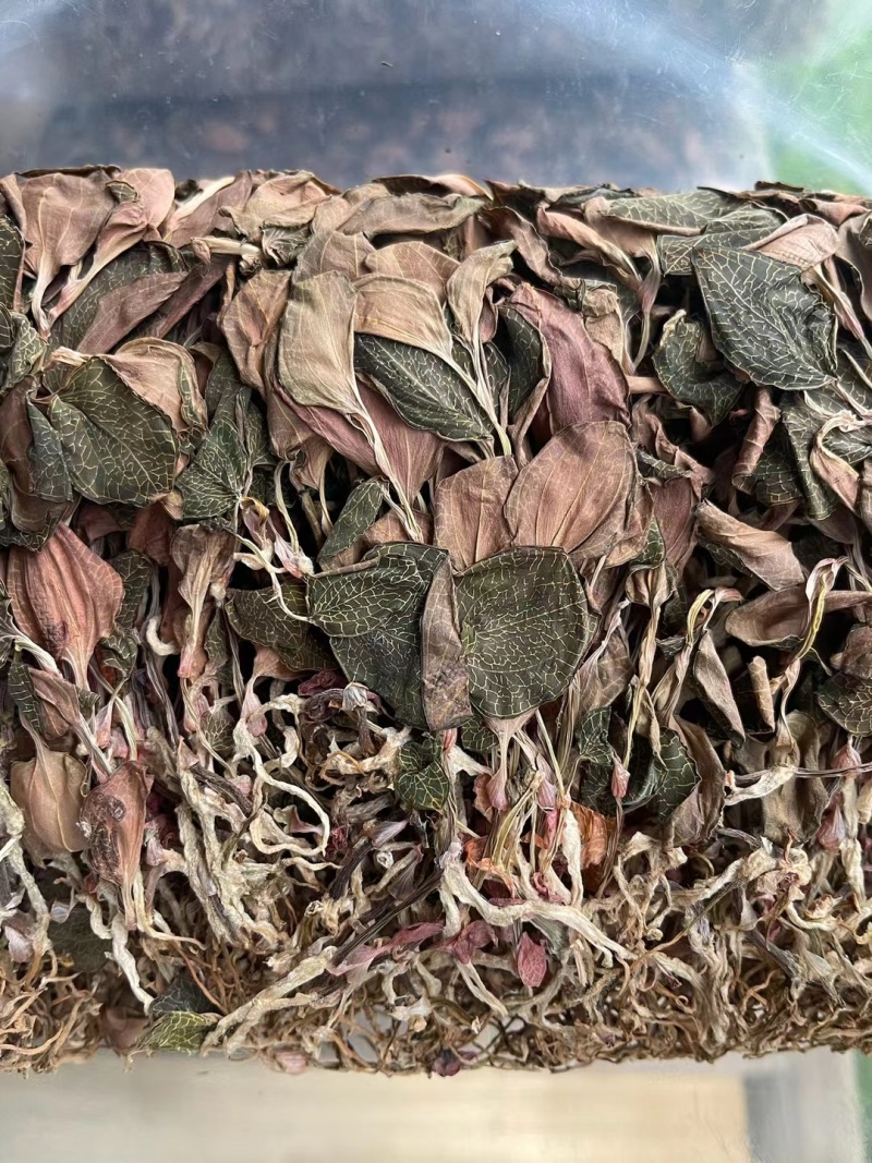 【优选台湾红霞金线莲】大量有货，整株无碎，品质保障