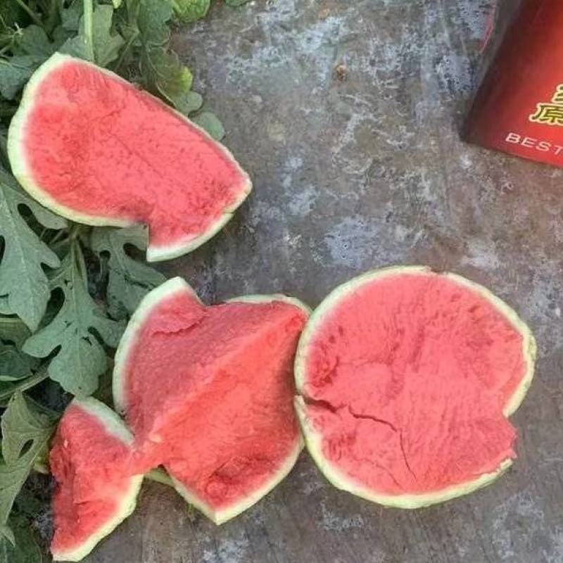 【无籽麒麟】夏邑西瓜一手货源保质保量现摘先发全国可供