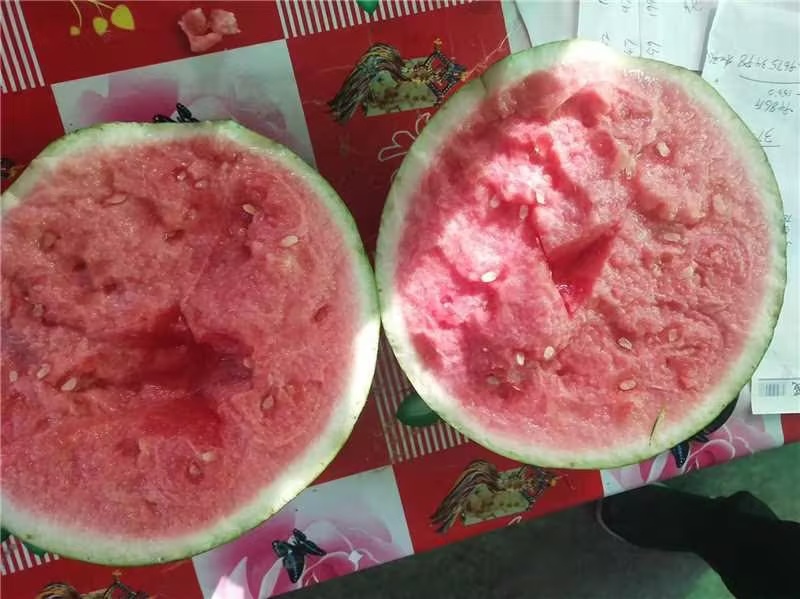 【无籽麒麟】夏邑西瓜一手货源保质保量现摘先发全国可供