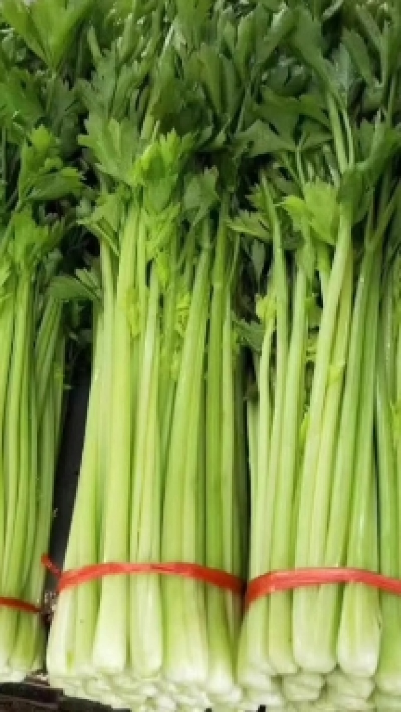 毛芹