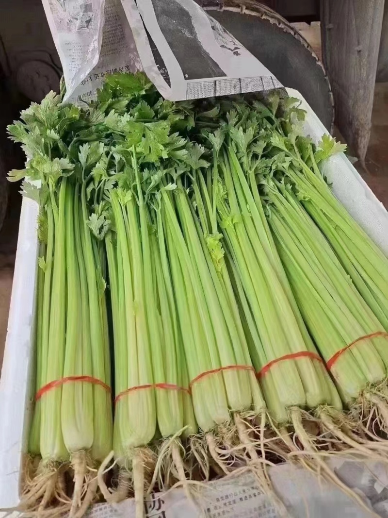 毛芹