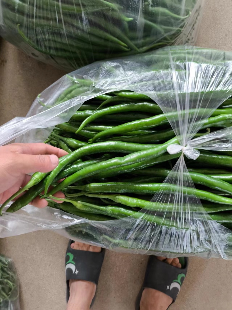 陕西汉中精品线辣，需要的客户快快联系质量保证货源充足