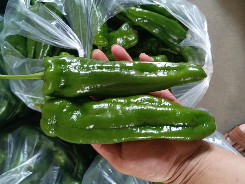 陕西汉中精品线辣，需要的客户快快联系质量保证货源充足