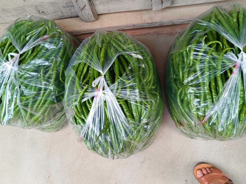 陕西汉中精品线辣，需要的客户快快联系质量保证货源充足