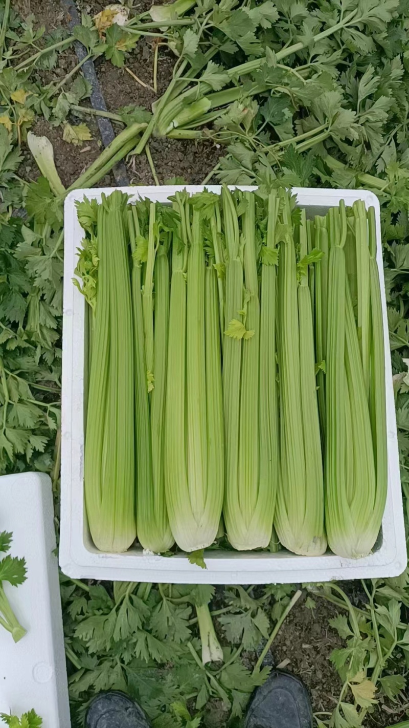 西芹