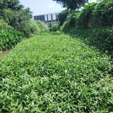 鸭跖草，可视频看货，可食用，一手货源。欢迎大家前来选购。