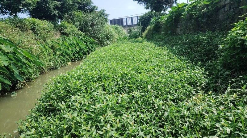 鸭跖草，可视频看货，可食用，一手货源。欢迎大家前来选购。