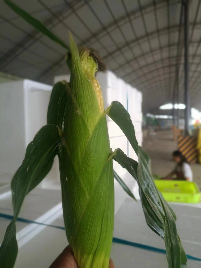 黄白水果玉米