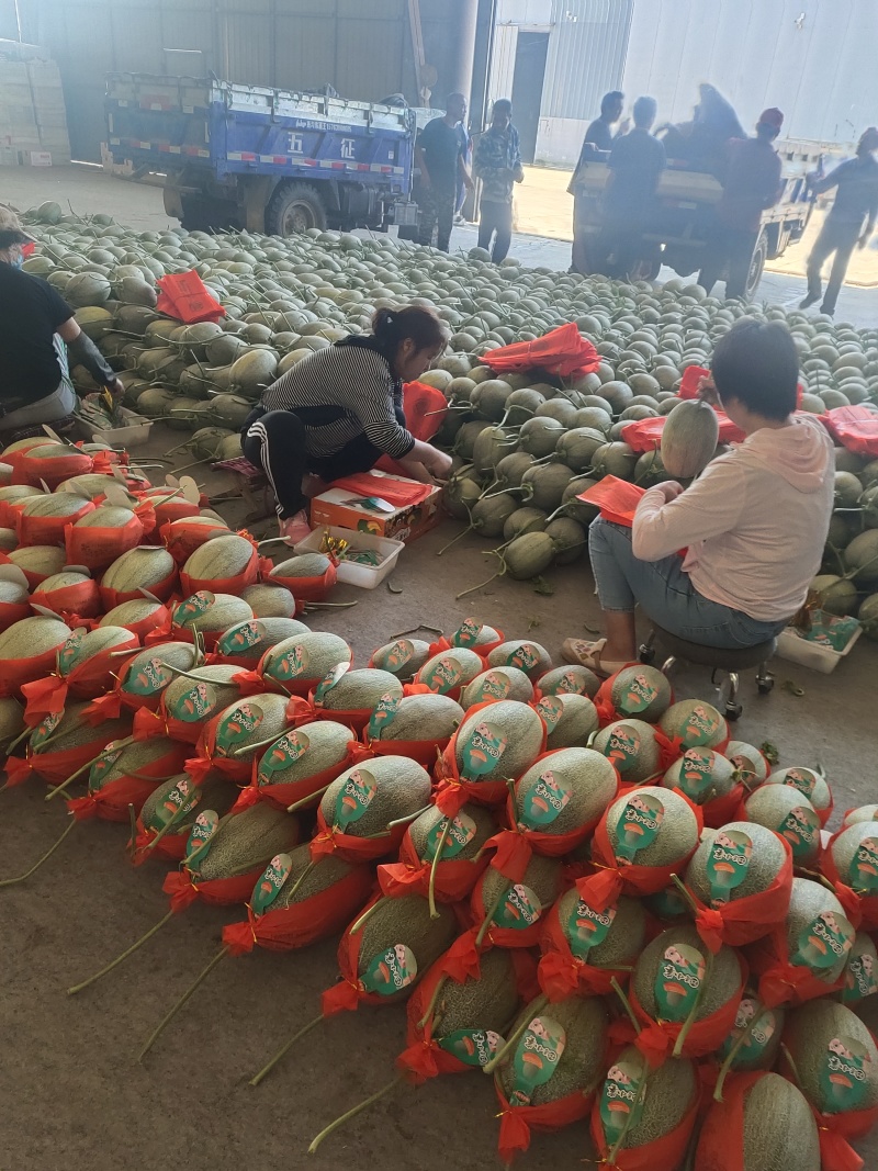 晓蜜25哈密瓜，产地直供，保质保量，对接市场，发全国
