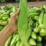美玉27鲜玉米棒