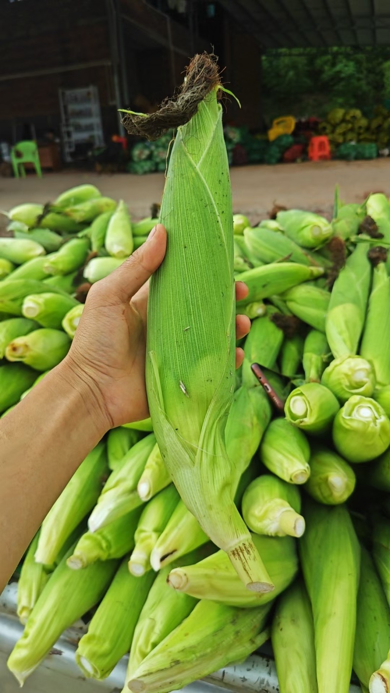 美玉27鲜玉米棒