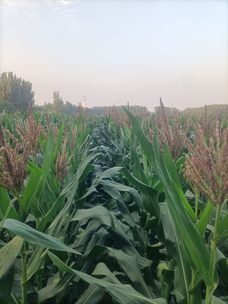 美玉27鲜玉米棒