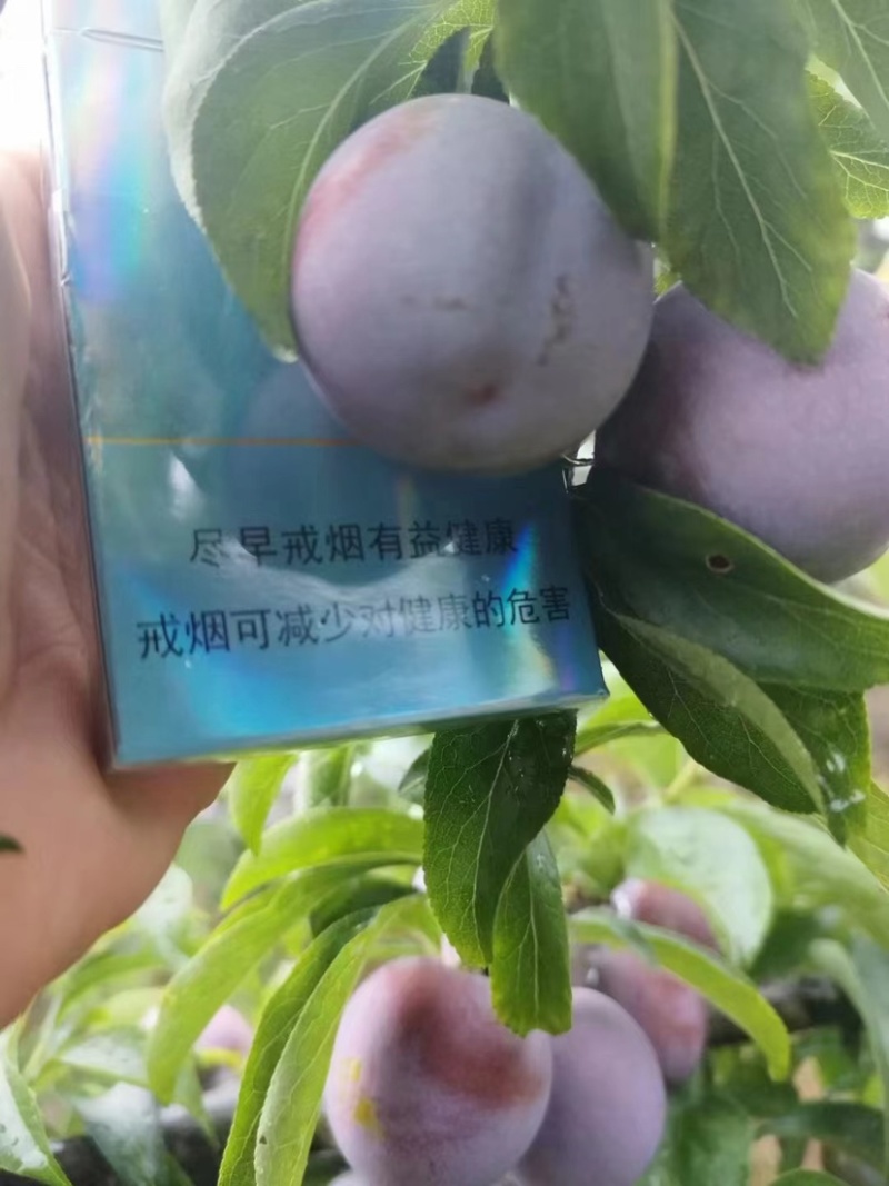 苍溪特产水果小脆红李大量上市欢迎八方客商来收购