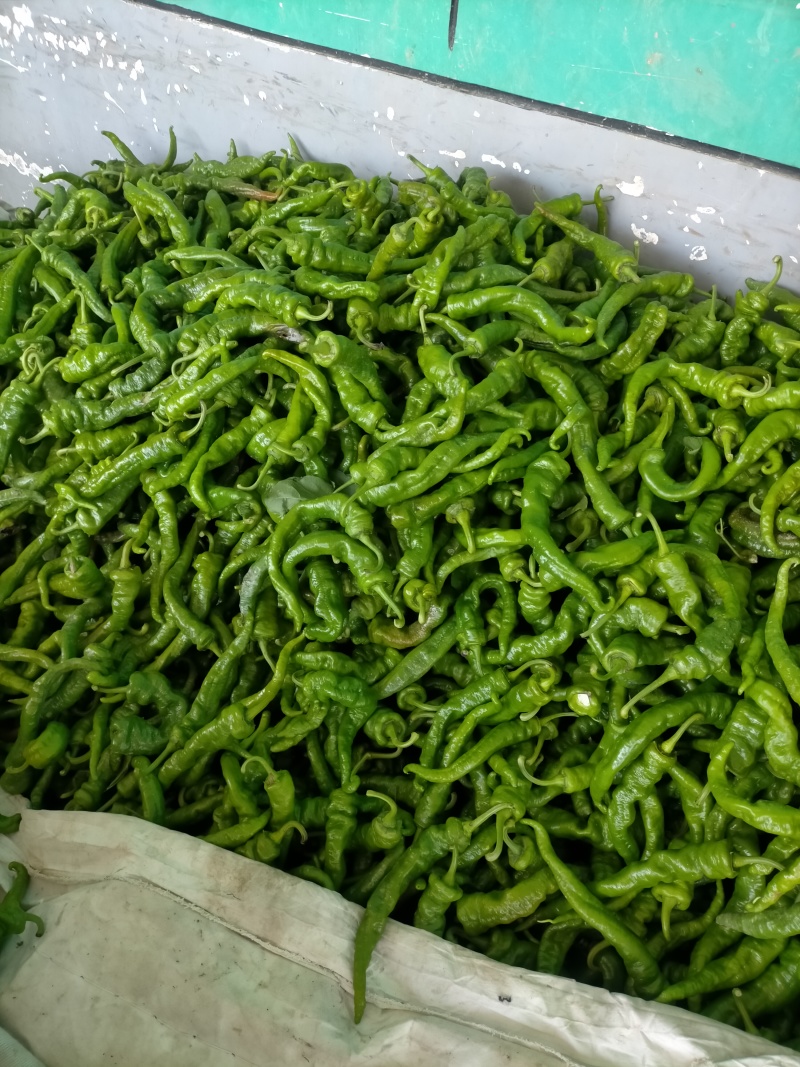 陇椒