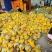 晓蜜25哈密瓜，产地直供，保质保量，对接市场，发全国