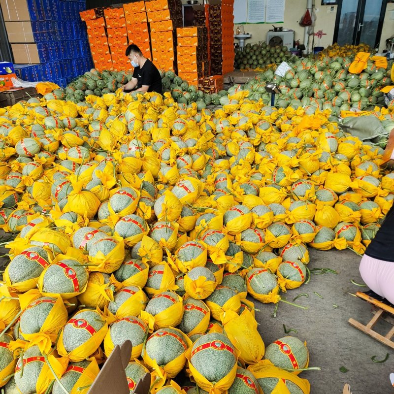 晓蜜25哈密瓜，产地直供，保质保量，对接市场，发全国